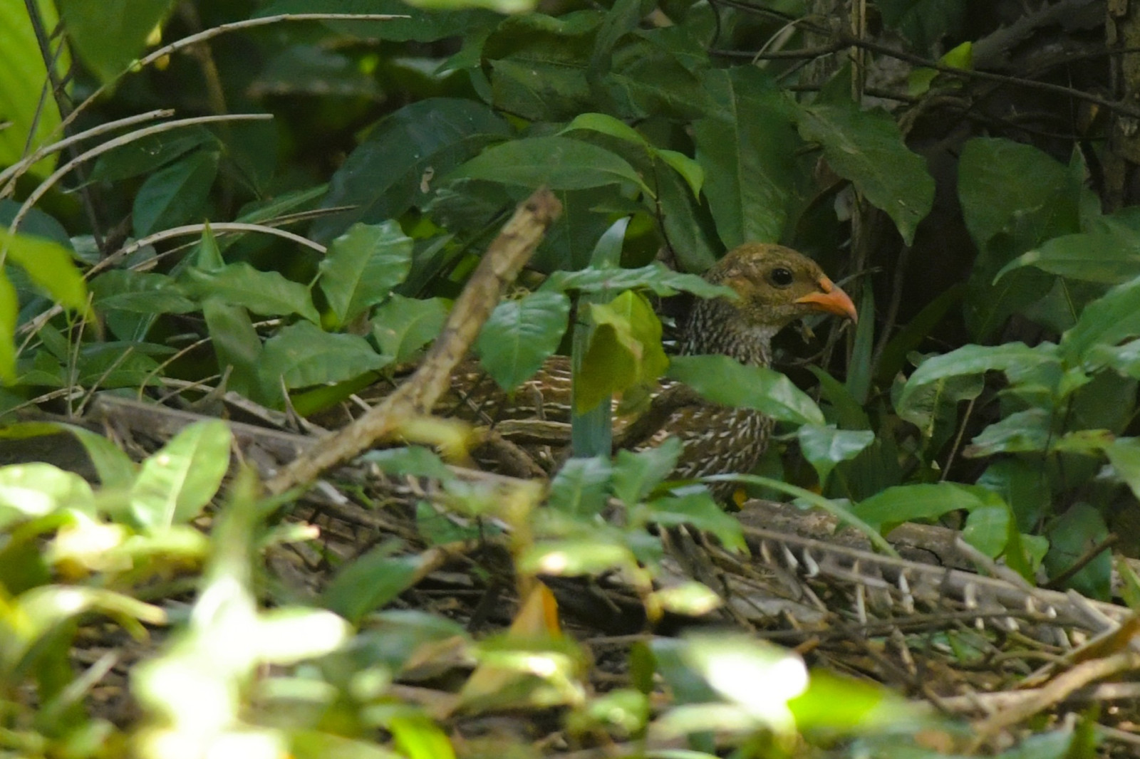 image Ahanta Spurfowl